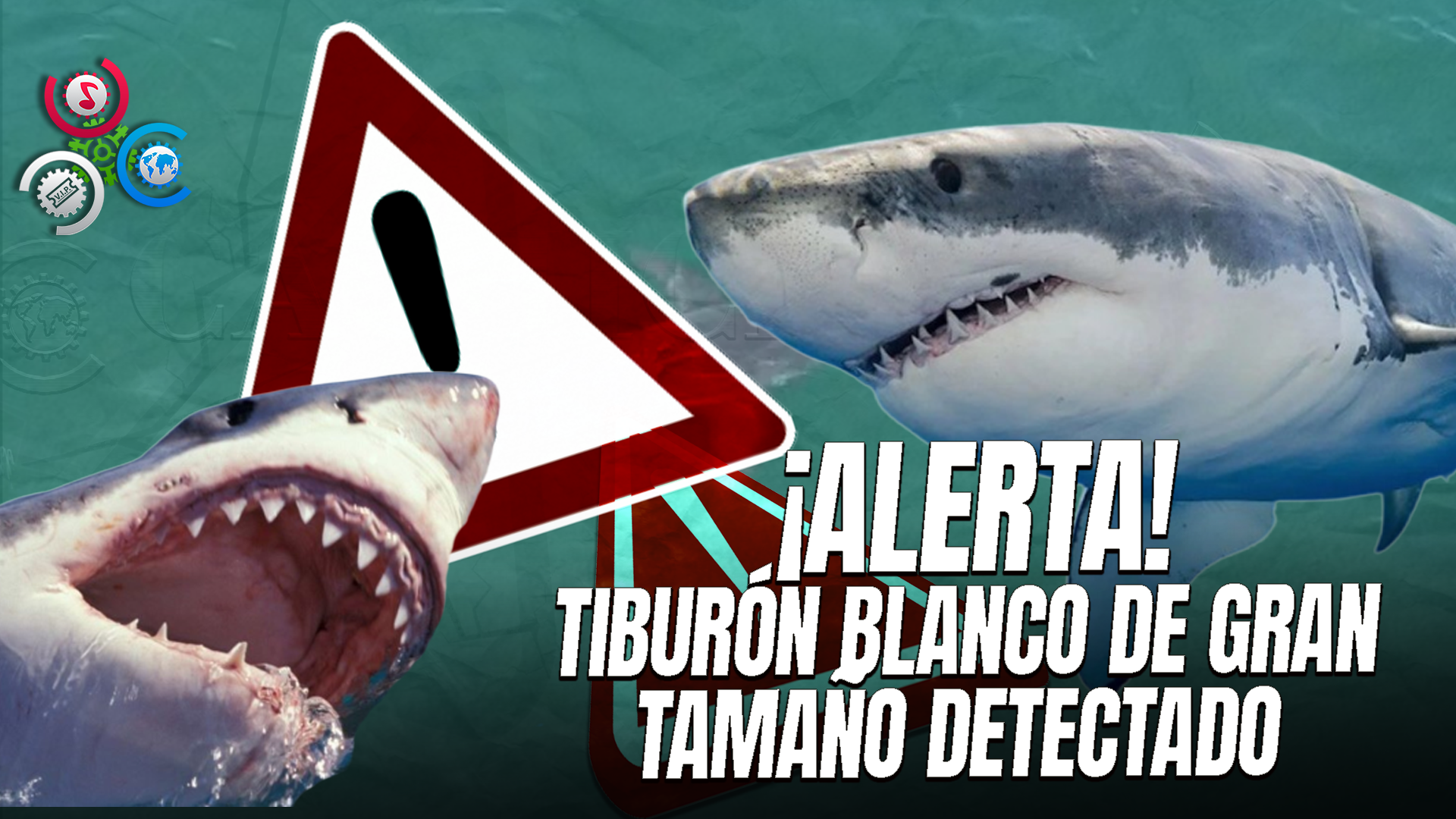 Autoridades Emiten Alerta Tras Avistamiento De Tiburón De Hasta 12 Pies En Zonas Turísticas En Playa De Maine
