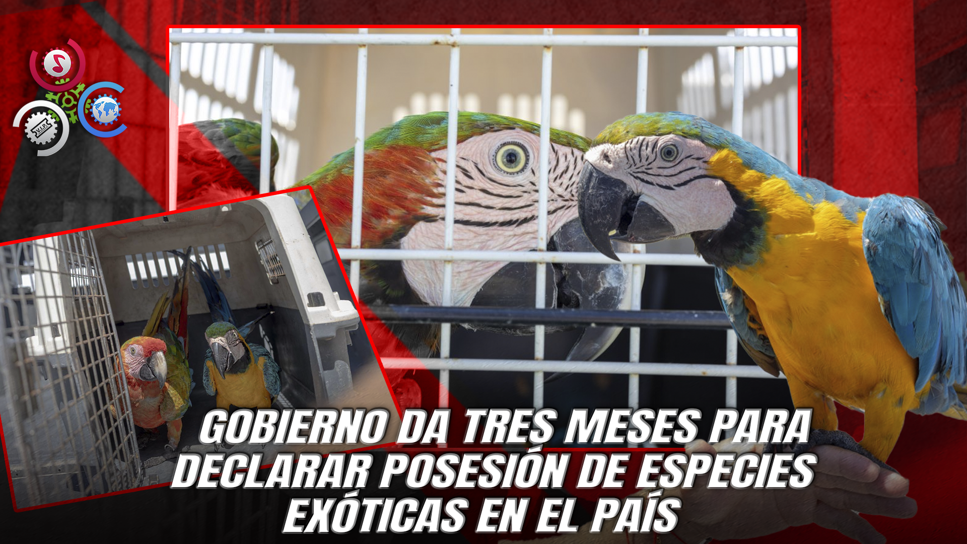 Medio Ambiente Ordena Registro Obligatorio De Animales Exóticos En Manos Privadas
