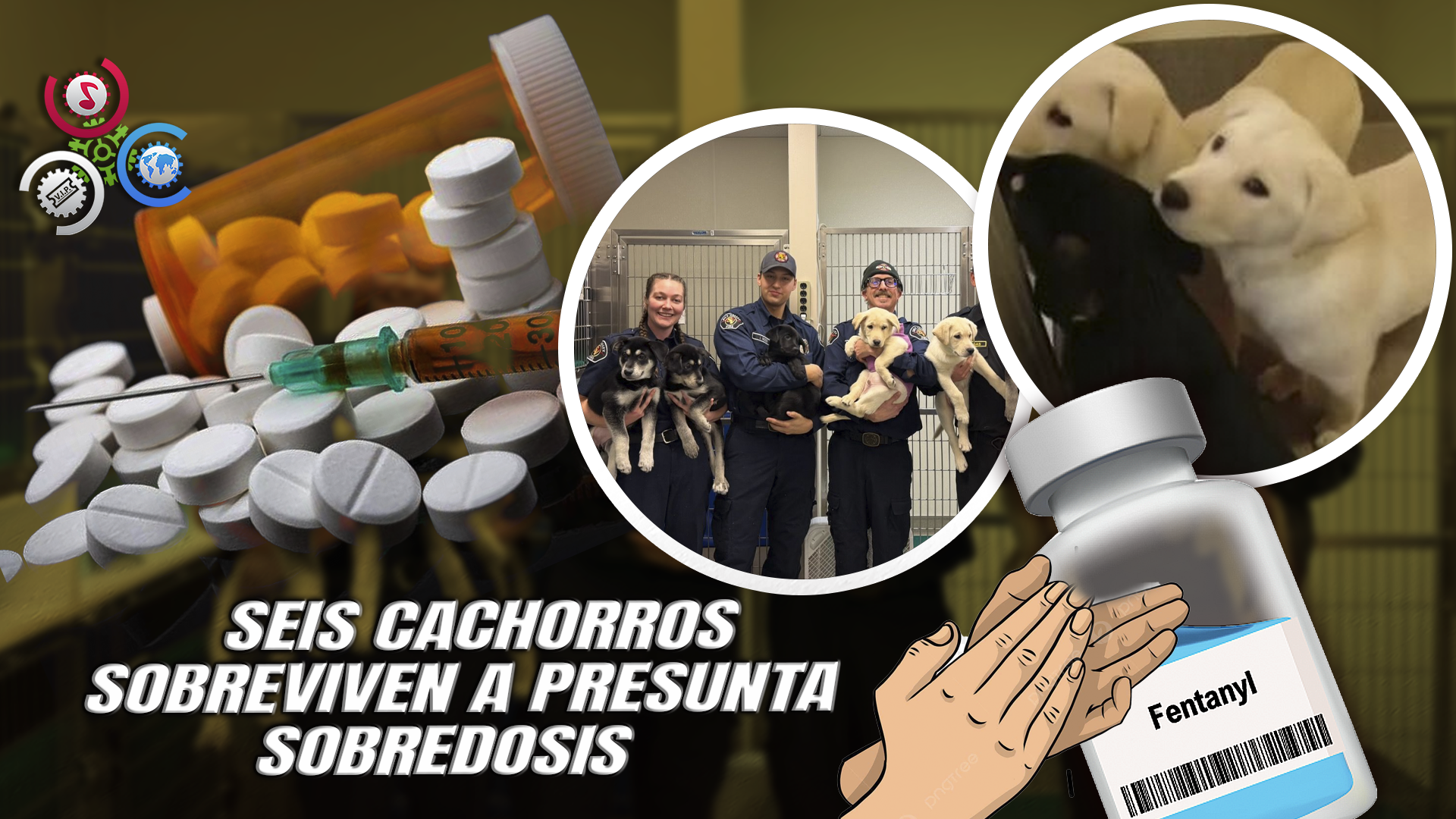 Rescate “milagroso”: Bomberos Salvan A Seis Cachorros Intoxicados Con Fentanilo
