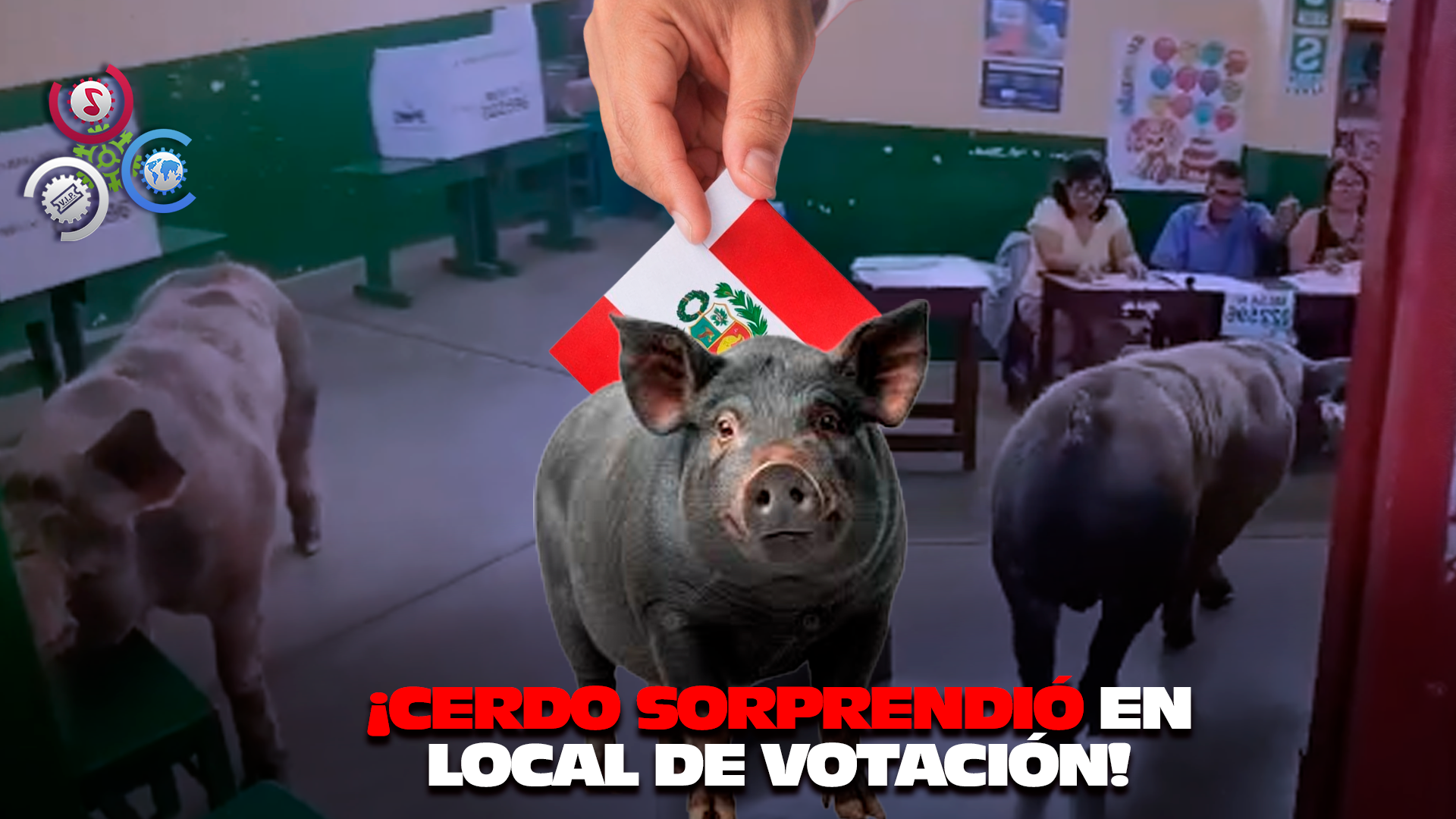 Cerdo Irrumpe En Centro De Votación Y Causa Sorpresa En Jornada Electoral En Perú