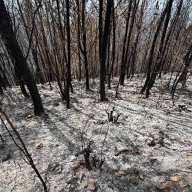 Incendio en Bahoruco destruyó 25 años de un bosque
