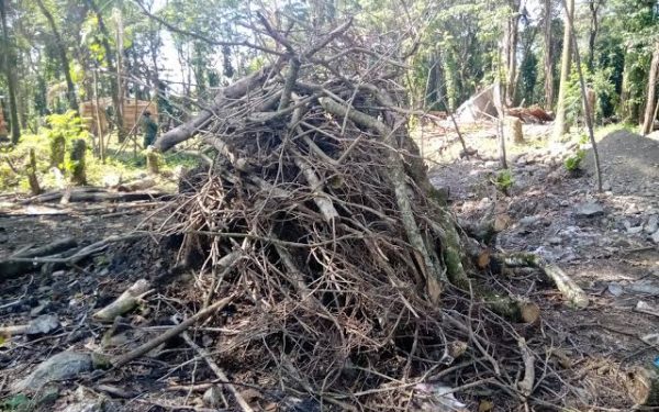 Pa la chirola: hermanos por corte y destrucción de árboles en Ocoa