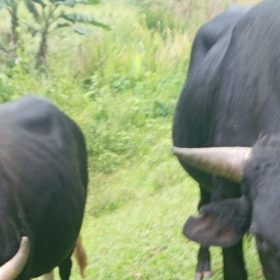 Cuatreros imbatibles: Denuncian el robo de caballos, mulos, vacas, cerdos y bueyes en Ocoa