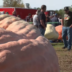 ¡Qué hazaña! Calabaza rompe récord mundial al superar las 3,000 libras