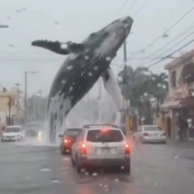 Una ‘ballena’ virtual invade la capital dominicana en meme de IA